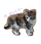 子猫の集い（個別スタンプ：2）