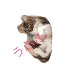 子猫の集い（個別スタンプ：3）