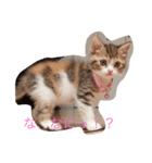 子猫の集い（個別スタンプ：6）
