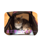 子猫の集い（個別スタンプ：7）
