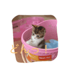 子猫の集い（個別スタンプ：8）
