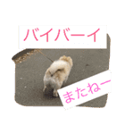 ふわも子ちゃん（個別スタンプ：17）
