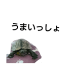 北海道弁 亀（個別スタンプ：2）