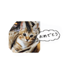 私の猫ミーちゃん 2（個別スタンプ：1）