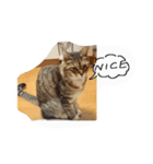 私の猫ミーちゃん 2（個別スタンプ：2）