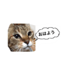私の猫ミーちゃん 2（個別スタンプ：3）
