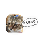 私の猫ミーちゃん 2（個別スタンプ：5）