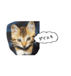 私の猫ミーちゃん 2（個別スタンプ：6）