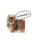 私の猫ミーちゃん 2（個別スタンプ：7）