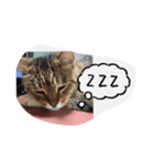 私の猫ミーちゃん 2（個別スタンプ：8）