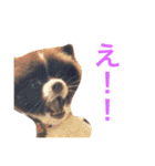 たくるみかくにや（個別スタンプ：20）