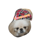peki  marri（個別スタンプ：1）
