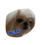 peki  marri（個別スタンプ：3）