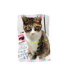 catFarmer（個別スタンプ：1）