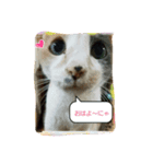catFarmer（個別スタンプ：2）