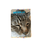 catFarmer（個別スタンプ：3）