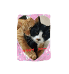 catFarmer（個別スタンプ：4）
