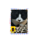 catFarmer（個別スタンプ：5）