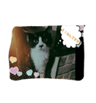 catFarmer（個別スタンプ：6）