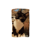 catFarmer（個別スタンプ：7）
