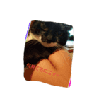 catFarmer（個別スタンプ：8）