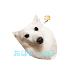 京都弁アニマルズ。（個別スタンプ：4）