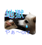 京都弁アニマルズ。（個別スタンプ：5）