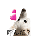 京都弁アニマルズ。（個別スタンプ：6）