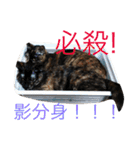 京都弁アニマルズ。（個別スタンプ：7）