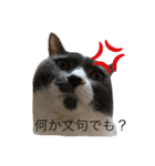 京都弁アニマルズ。（個別スタンプ：9）