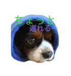 京都弁アニマルズ。（個別スタンプ：10）