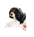 京都弁アニマルズ。（個別スタンプ：11）