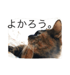 京都弁アニマルズ。（個別スタンプ：17）