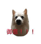 京都弁アニマルズ。（個別スタンプ：19）