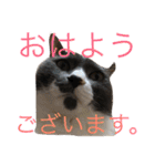 京都弁アニマルズ。（個別スタンプ：27）