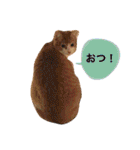 高橋さんちの大福さん（個別スタンプ：3）