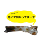 高橋さんちの大福さん（個別スタンプ：5）
