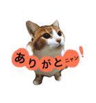 高橋さんちの大福さん（個別スタンプ：6）