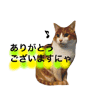 高橋さんちの大福さん（個別スタンプ：7）