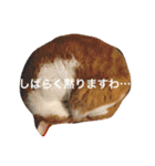 高橋さんちの大福さん（個別スタンプ：11）