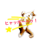 高橋さんちの大福さん（個別スタンプ：12）