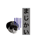 高橋さんちの大福さん（個別スタンプ：14）