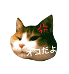 高橋さんちの大福さん（個別スタンプ：15）