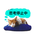 高橋さんちの大福さん（個別スタンプ：19）