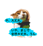 高橋さんちの大福さん（個別スタンプ：24）
