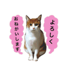 高橋さんちの大福さん（個別スタンプ：31）