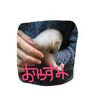 我が家の動物たち（個別スタンプ：1）