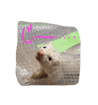我が家の動物たち（個別スタンプ：2）