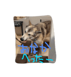 我が家の動物たち（個別スタンプ：3）