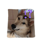 我が家の動物たち（個別スタンプ：4）